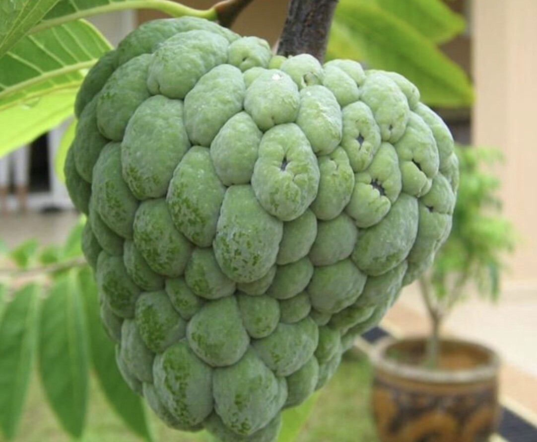 10 SEEDS ONLY Sugar Apple | Atis | Organic | SEEDS ONLY For Planting