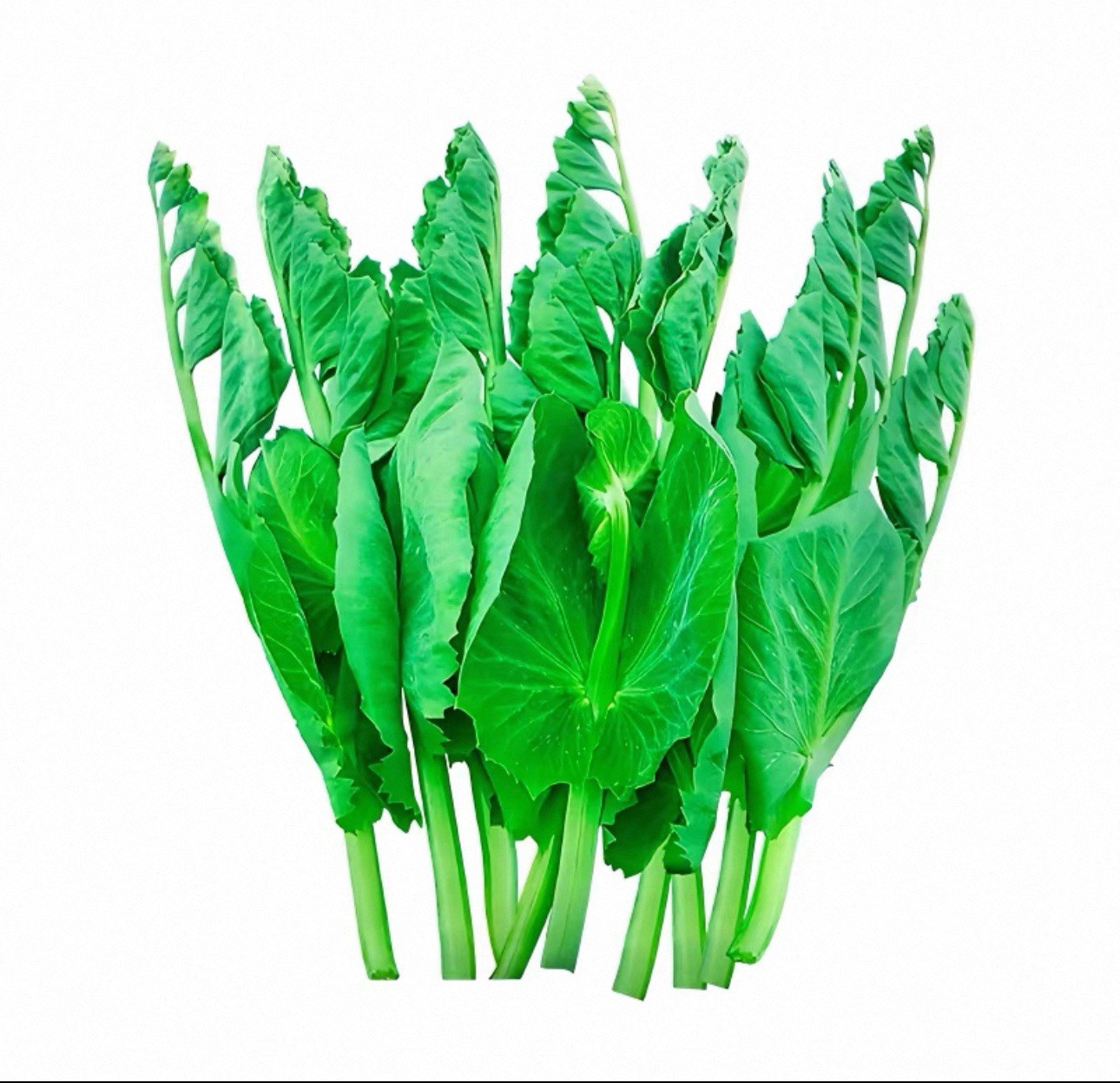 Pea Seeds – Non-GMO Vegetable Seeds for Home Garden, Easy to Grow, Fresh Harvest