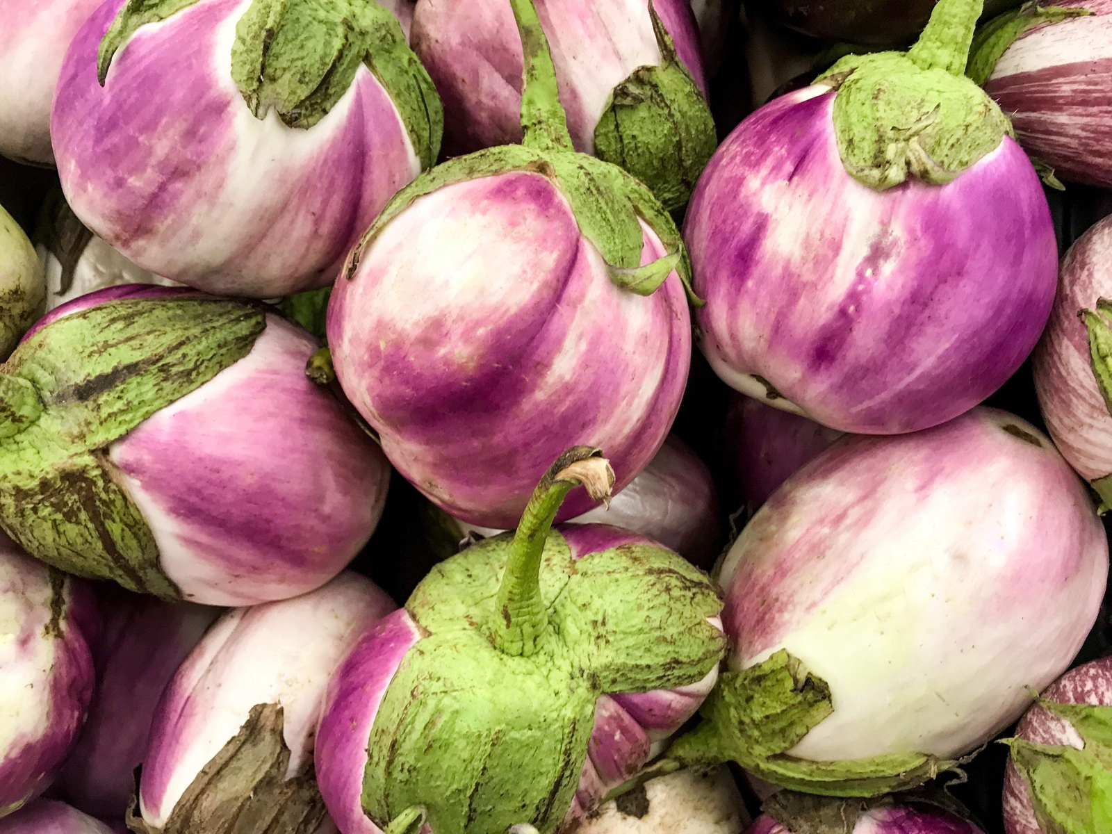 50 Organic Italian EGGPLANT ROSA BIANCA Solanum Melongena Vegetable Seeds