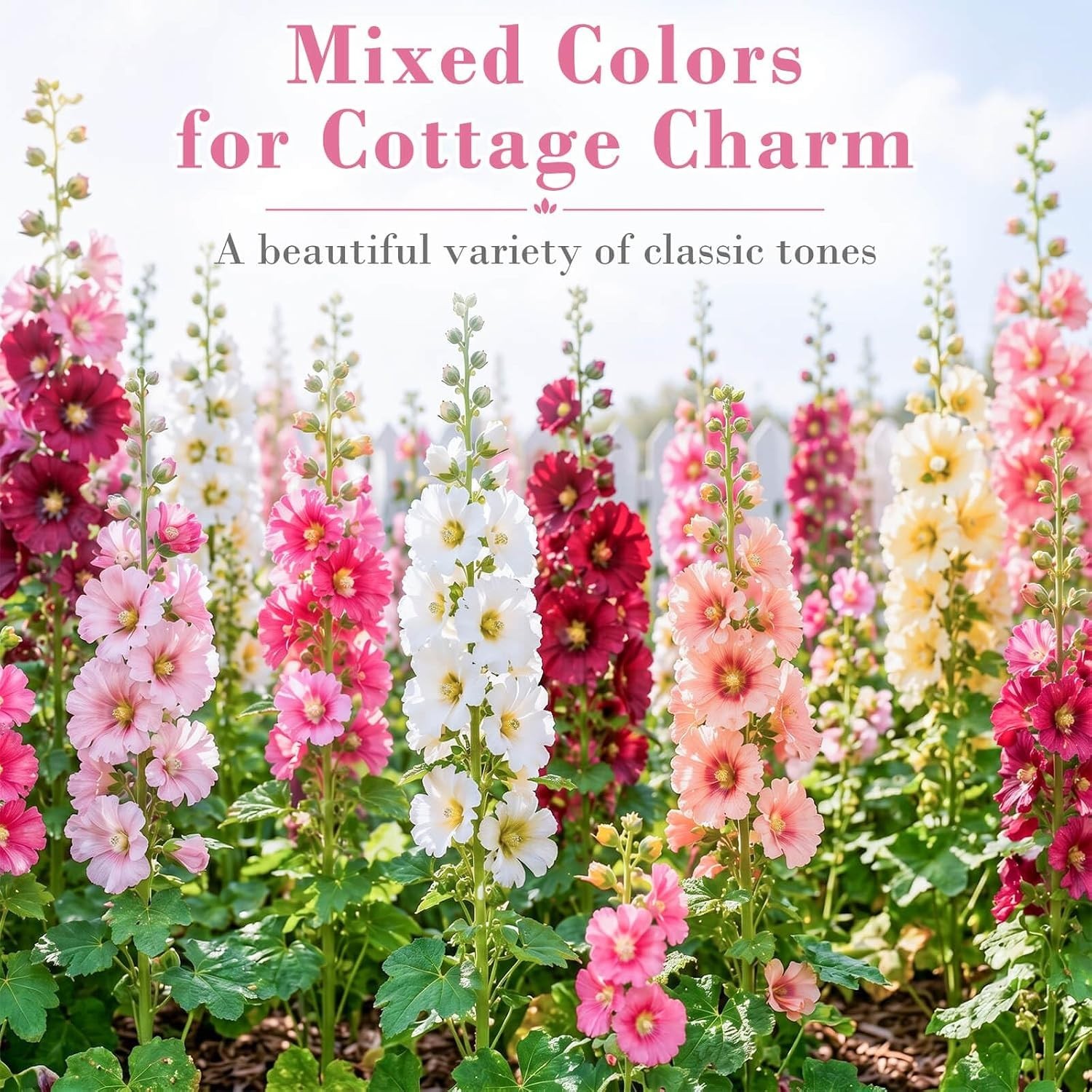 Bulk Pack 5000+ Hollyhock Seeds Mix – Tall Garden Blooms