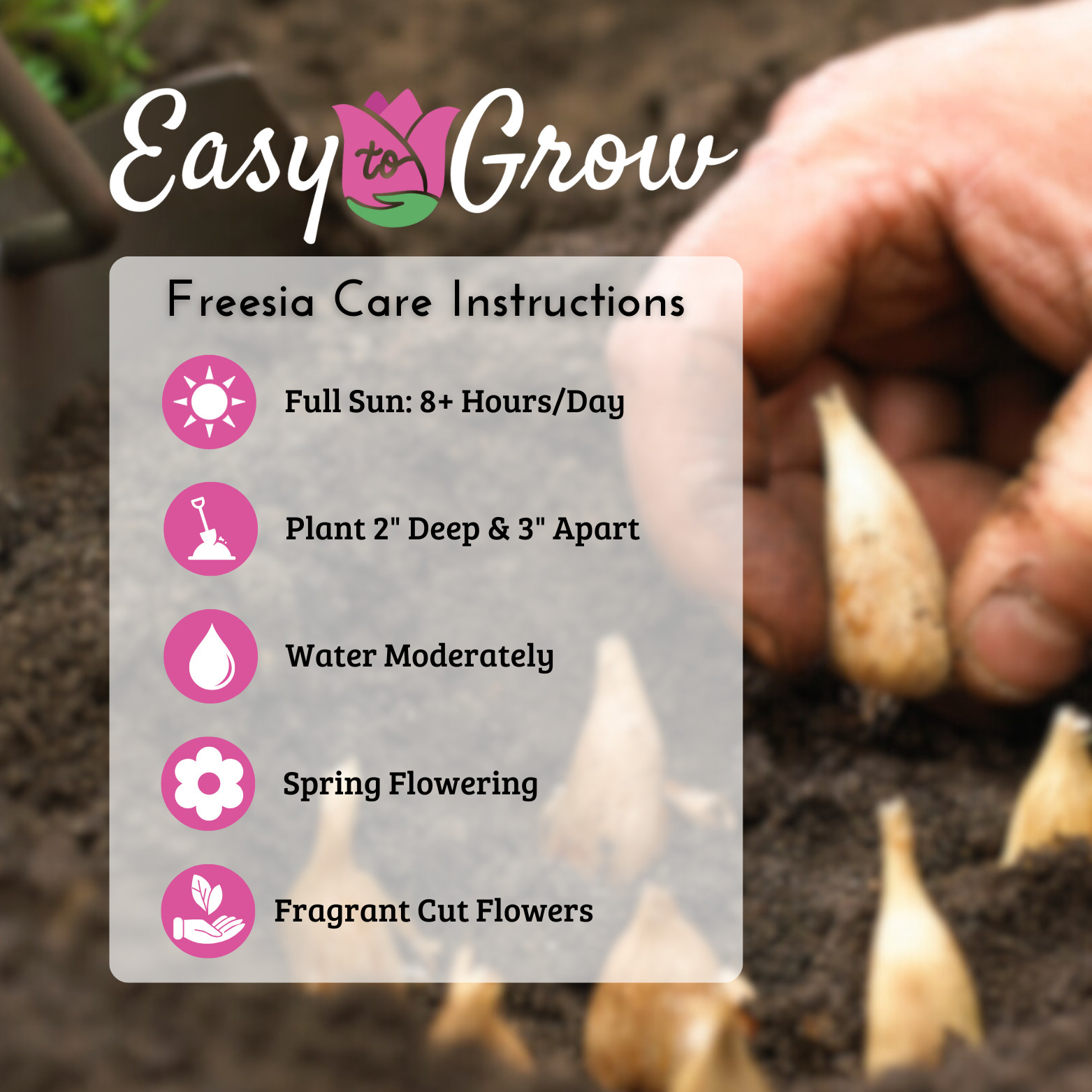 Freesia Sunny Day Collection 45 Bulbs, Spring Flowers Bloom in Sun