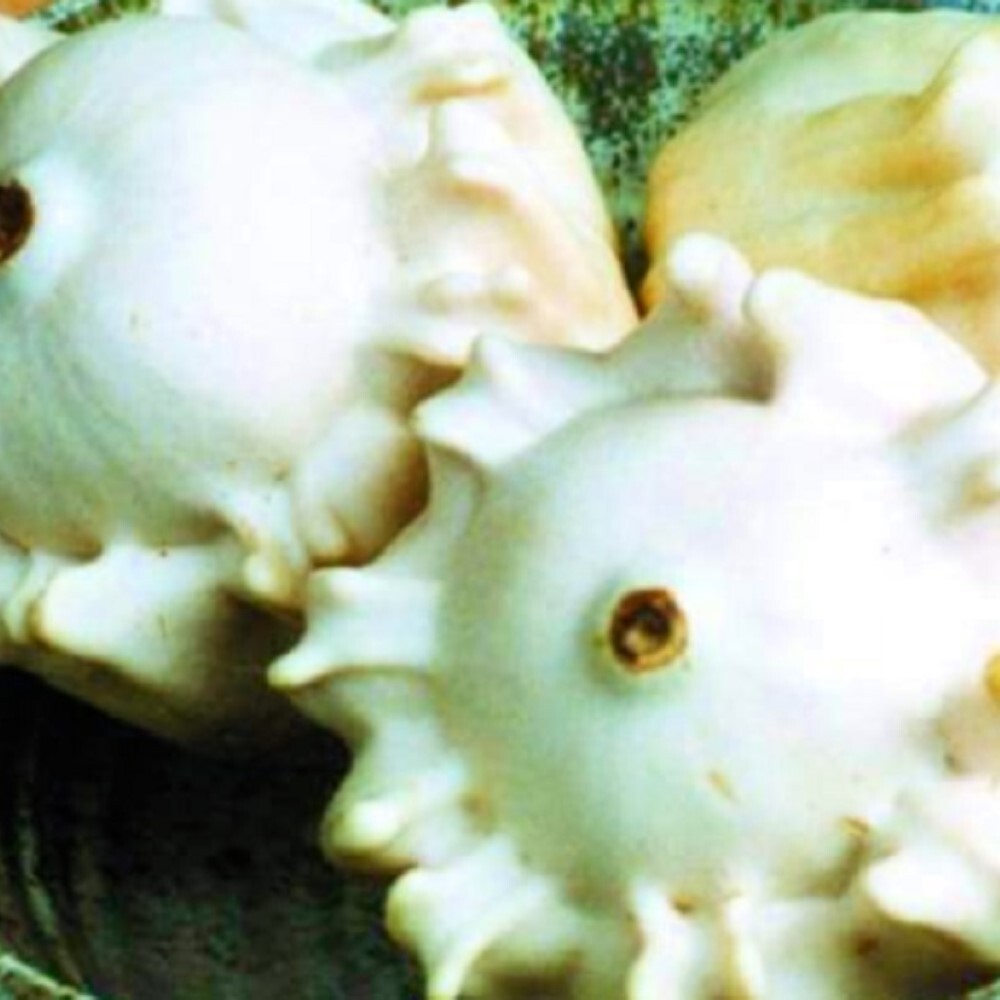 Gourd Seeds | Crown of Thorns Shenol | NON-GMO | Heirloom | Fresh Garden Seeds