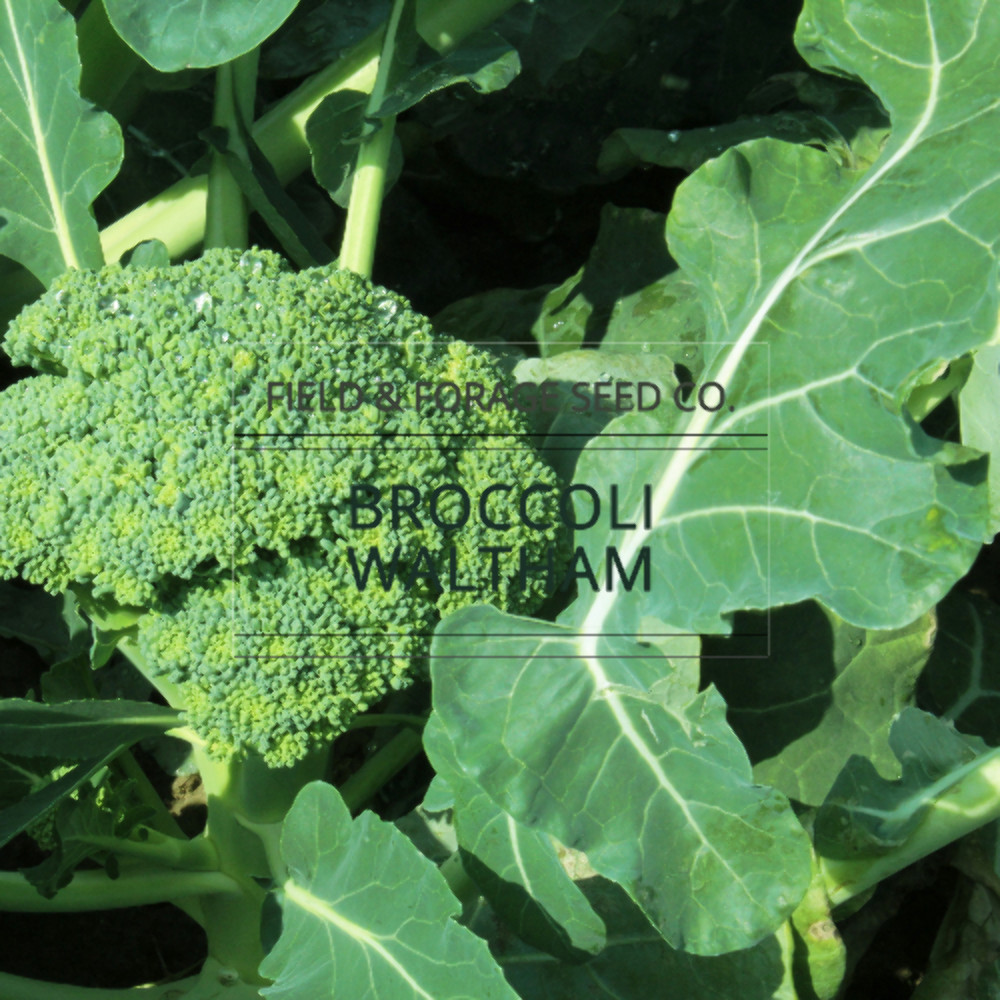 Waltham 29 Broccoli Seeds | Heirloom, Non-GMO | Brassica oleracea | 100 Seeds