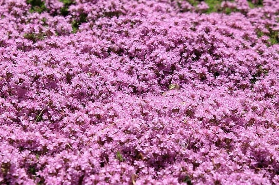 1000+ Dwarf Creeping Thyme Seeds, Thymus Serpyllum, Ground Cover, FREE SHIPPING