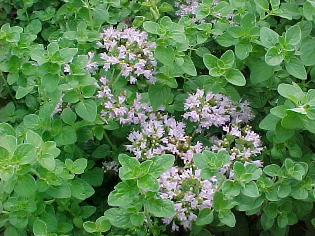 500+Italian Oregano Seeds(Origanum vulgare)Heirloom Healthy Tasty Pizza Herb USA