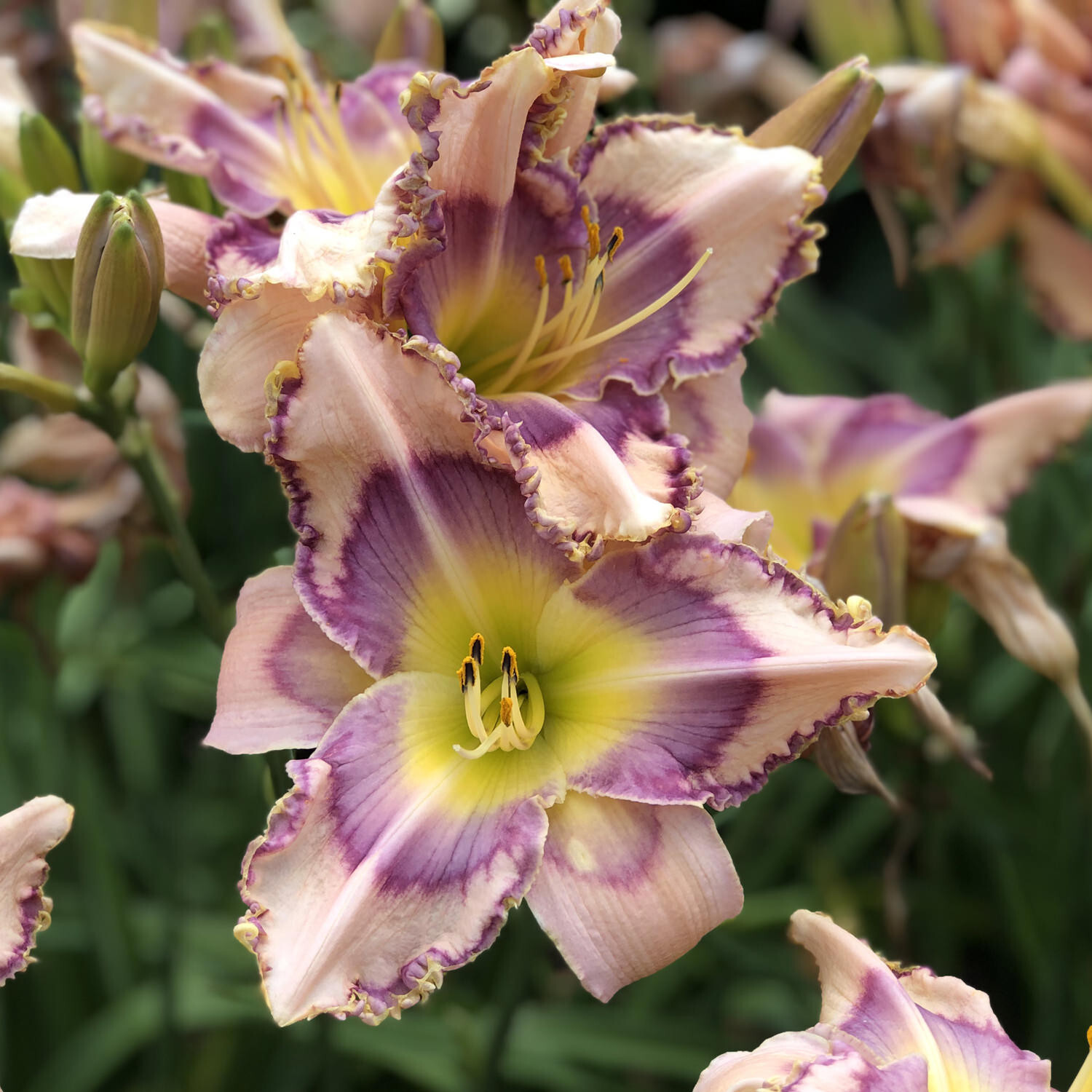 Reblooming Handwriting on the Wall Daylily Hemerocallis One Rooted Starter Plant