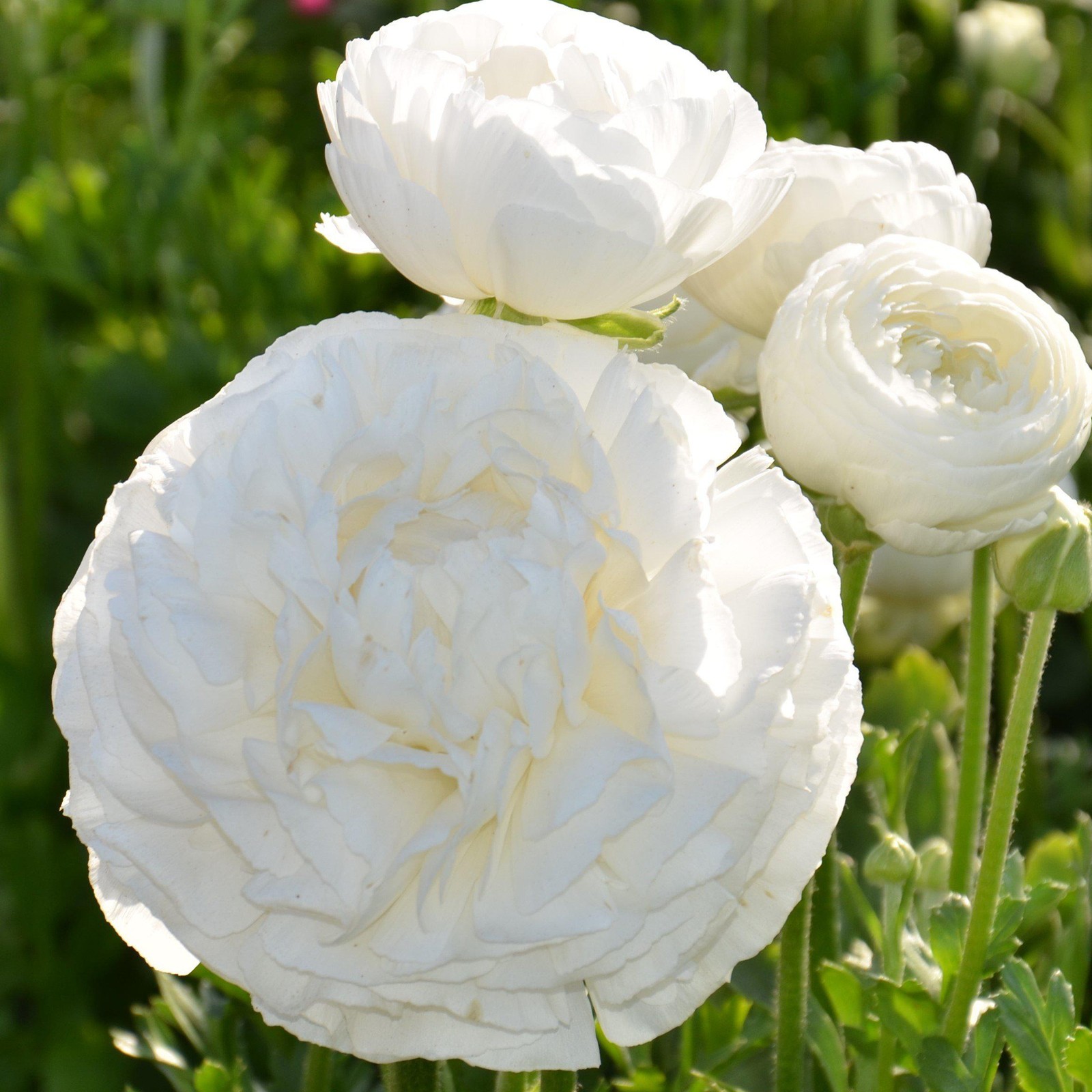 Easy to Grow Ranunculus Buttercup White 10 Plant Bulbs, Spring Flowers