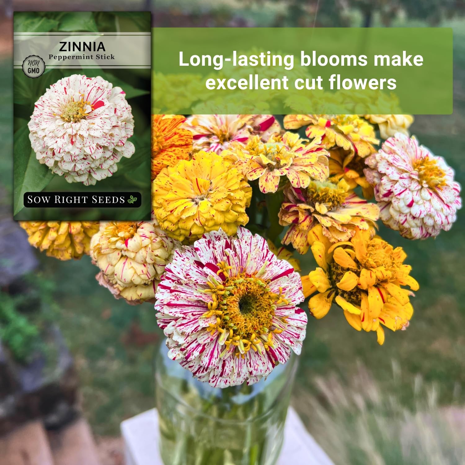 – Peppermint Stick Zinnia Seeds for Planting – Non-GMO Heirloom Packet to Pla…