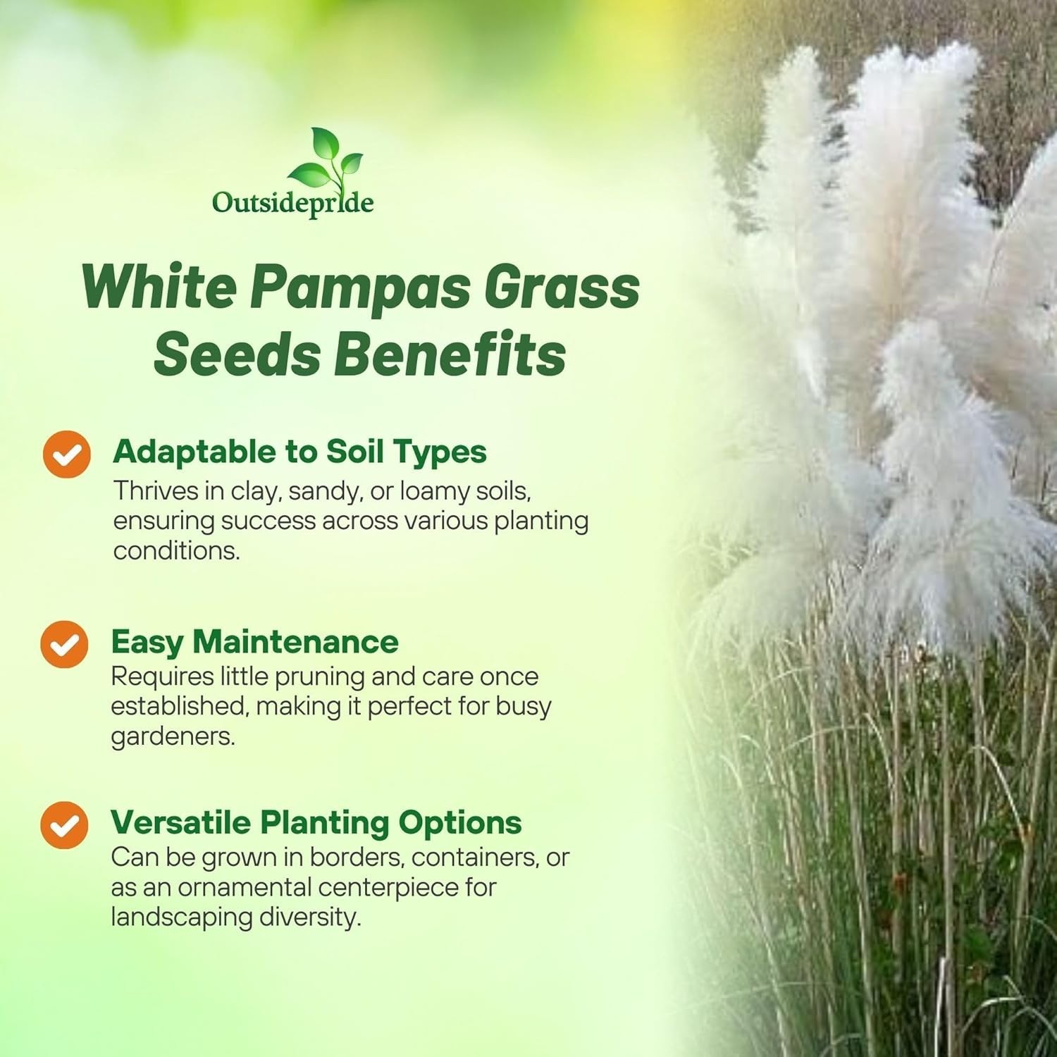 White Pampas Grass Seeds – 1,000 Pcs. Perennial, Drought-Tolerant Ornamental …