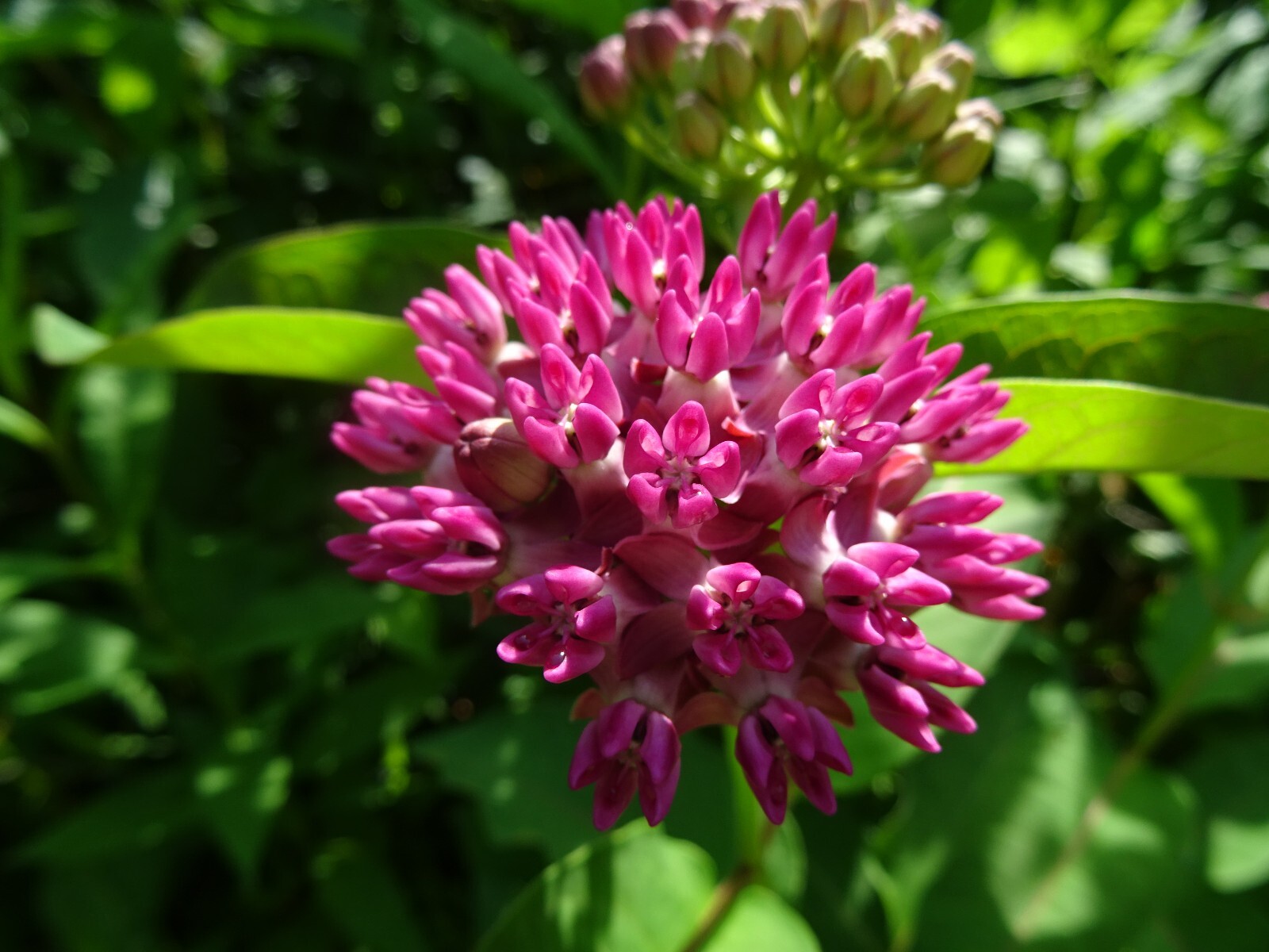 Purple Milkweed Aasclepias purpurascens Native Perennial 15 seeds 2023 Organic