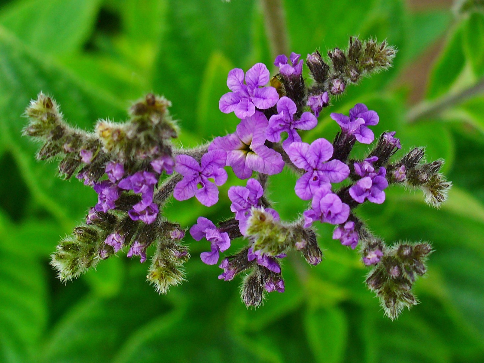 150 Heliotrope Seeds – Heliotropium arborescens – Medicinal and Aromatic