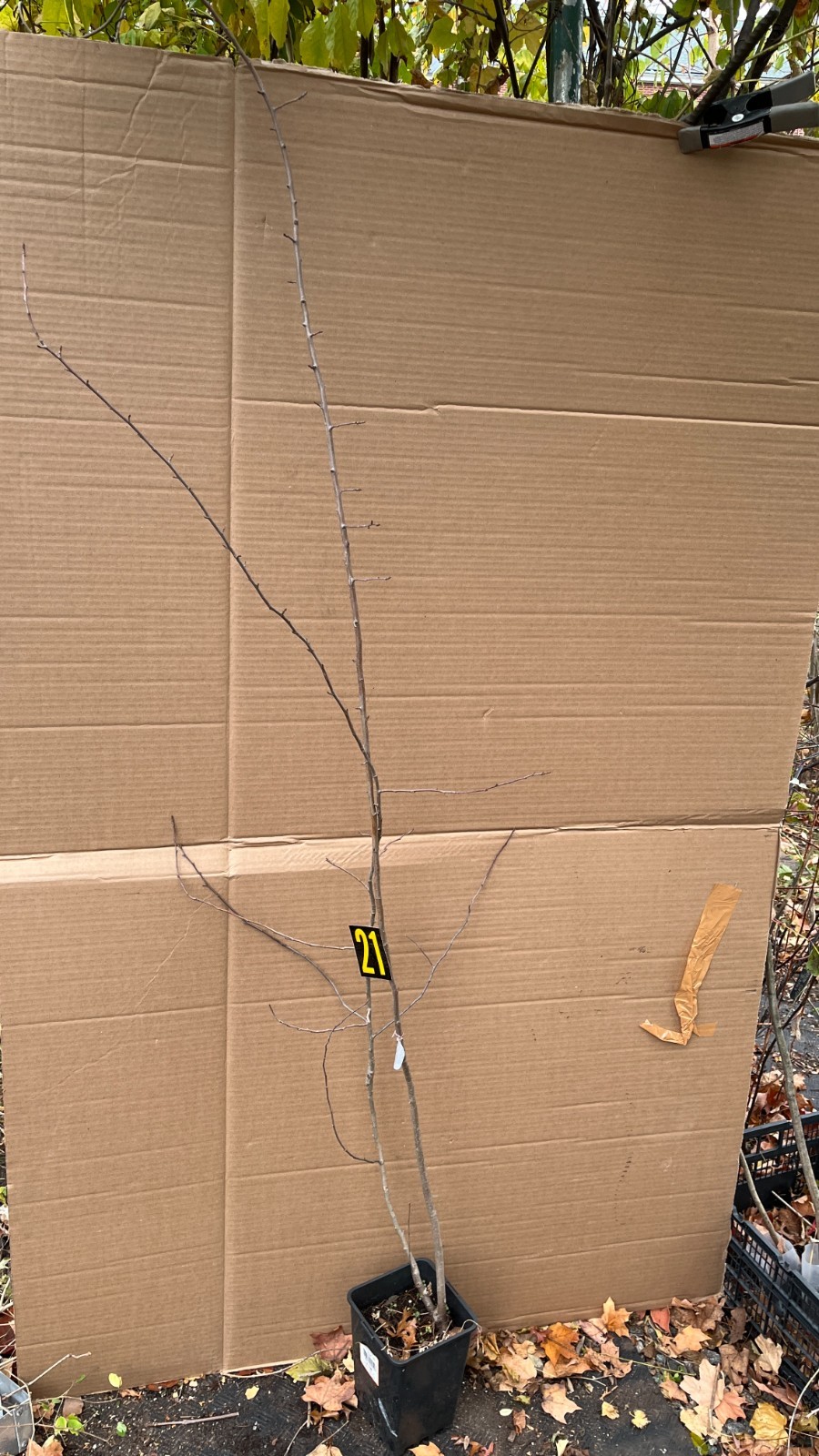 Exact plant #21, Yellow Crabapple sent dormant bare root pruned to 5 ft tall