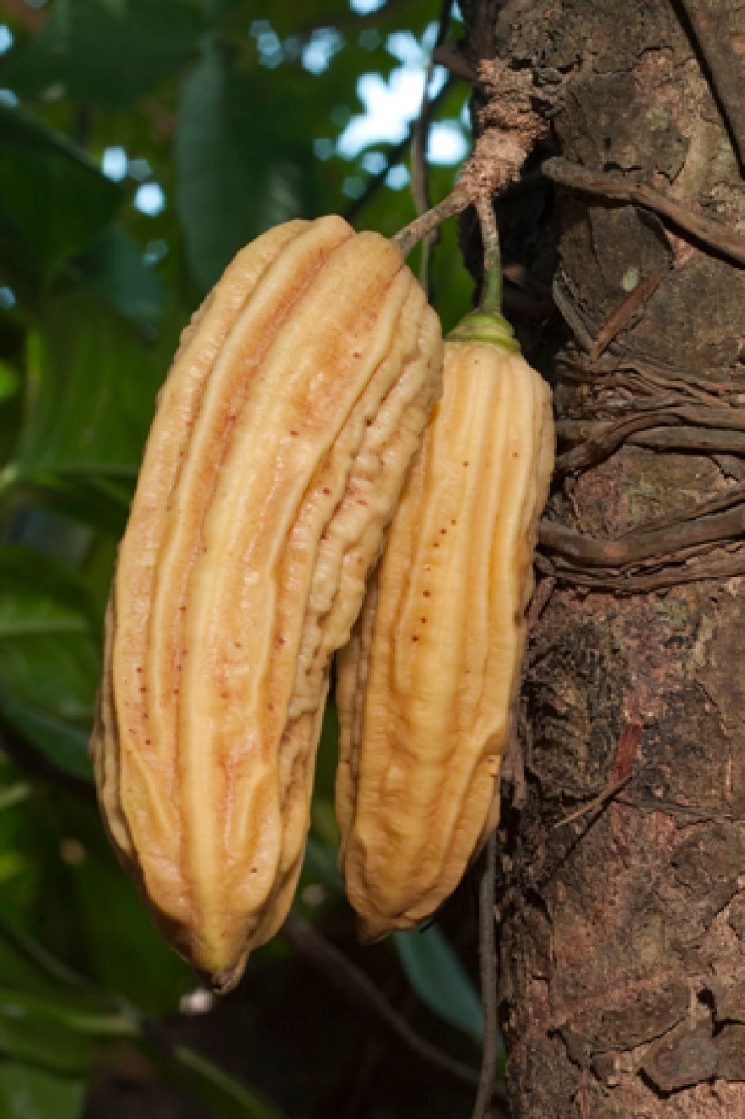 ~Guajilote~ Parmentiera Aculeata CUCUMBER FRUIT Tree Live Sml Potd Starter Plant