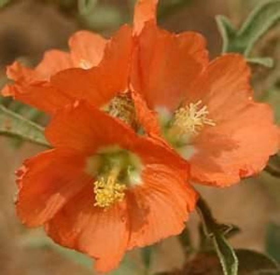 SCARLET GLOBE MALLOW RARE 15 FRESH SEEDS FREE SHIPPING PRARIE MALLOW