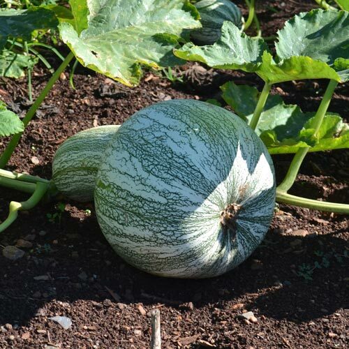 Cushaw Green Striped Pumpkin Seeds | Heirloom / Non-GMO | Free Shipping | 1080
