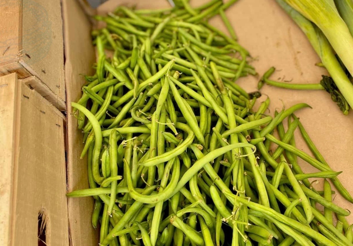 Petite French Filet Stringless Bush Bean (Haricot Vert) Fresh Seeds – Heirloom