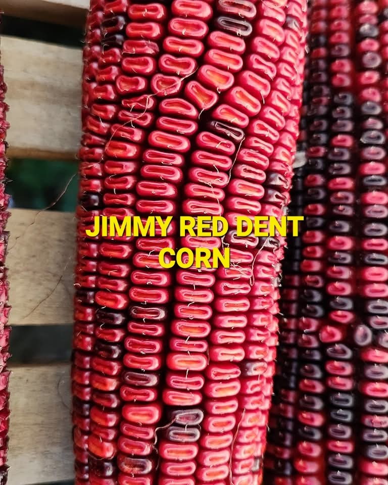 Jimmy Red Corn – Heirloom Dent Corn For Seed or Milling – 1 Pound