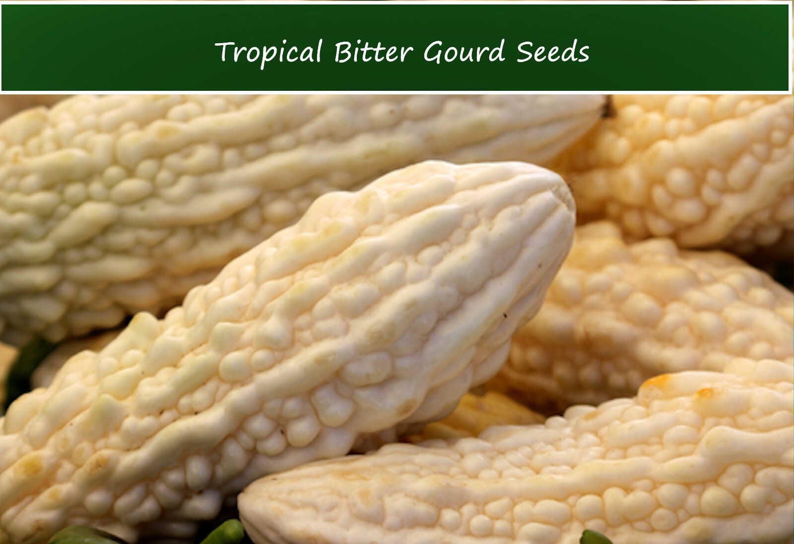 Tropical Seeds -White Bitter Gourd- 10 Seeds Very Rare! Momordica charantia