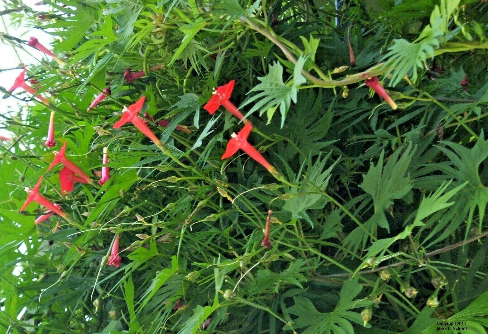 41+CYPRESS VINE Flower Seeds Climbing Flowering Vine Summer Garden Container