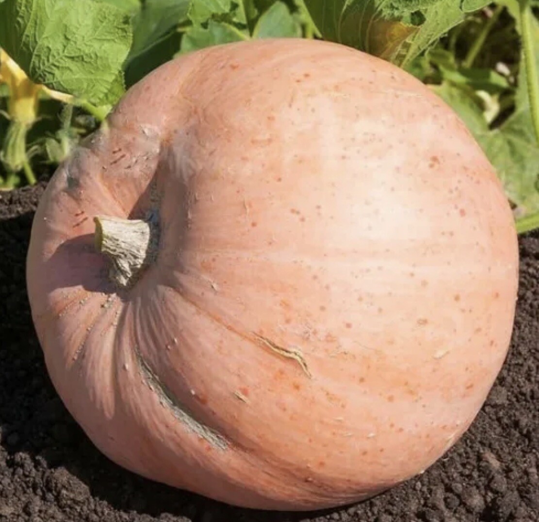 Pink Jaune De Paris Pumpkin Seeds | Fairytale Porcelain Doll Pumpkins Seed
