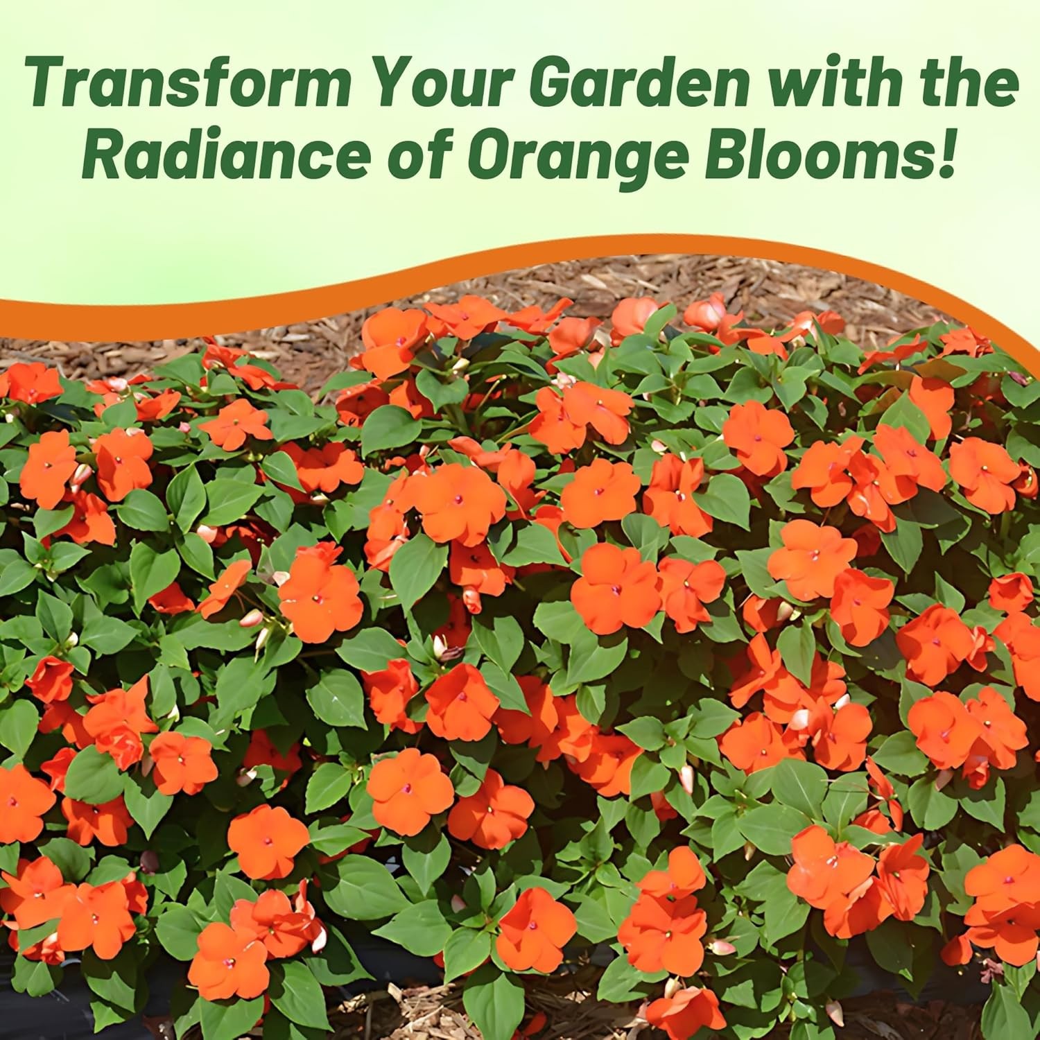 75 Seeds Orange Impatiens Beacon Garden Flower Seeds