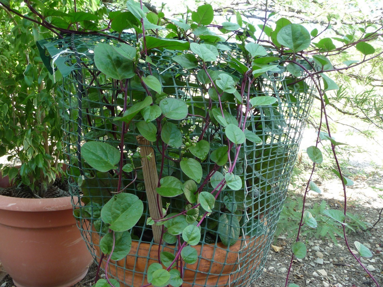 Malabar Red Stem Climbing Spinach Seeds (100) / COOL WEATHER / EASY / TRELLIS