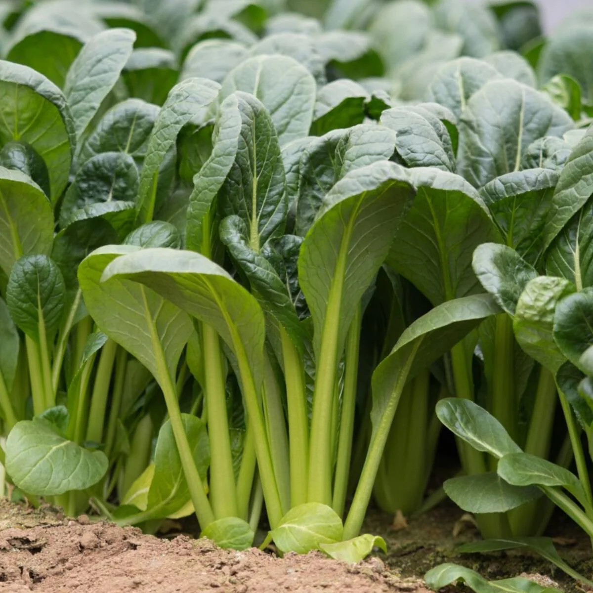 Komatsuna Mustard Spinach Seeds | Japanese USA Asian Chinese Greens Seed 2024