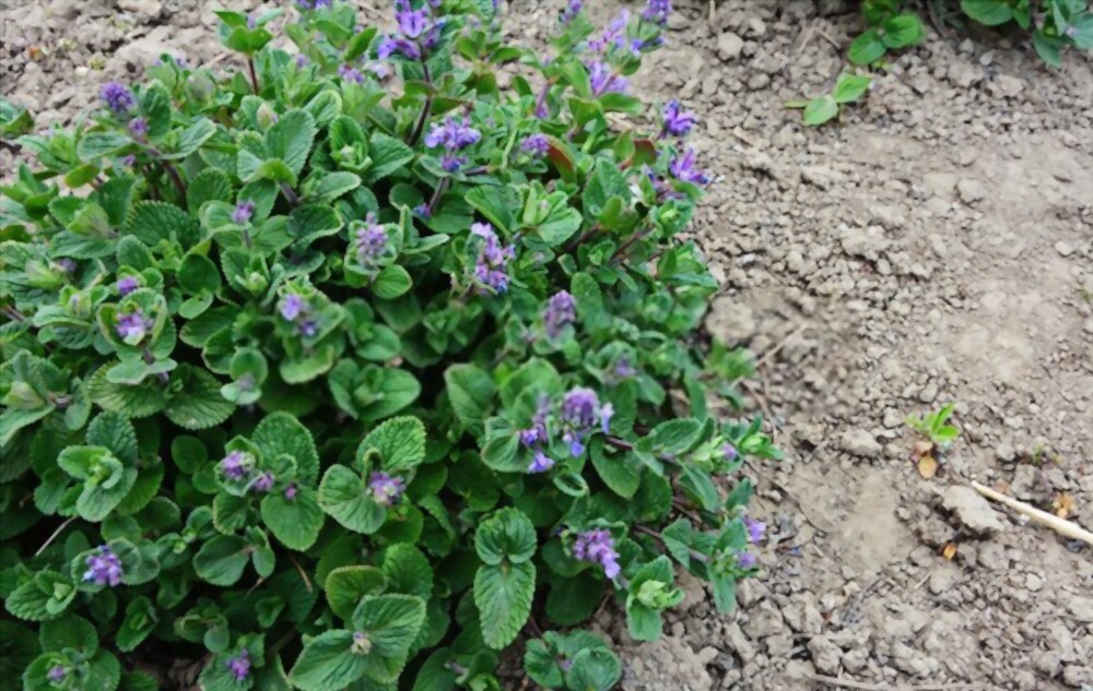 Catnip Seeds Organic Free Shipping! High Germination!