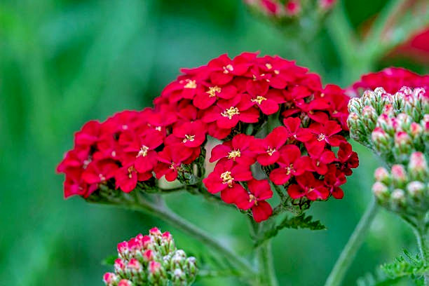 500 RED YARROW SEEDS | SALE FREE SHIPPING NON GMO HEIRLOOM