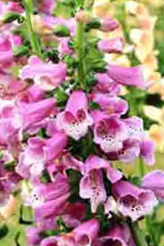 2000+ FOXGLOVE MIX SEEDS SPRING PERENNIAL FLOWERS EXCELSIOR PEST RESISTANT USA