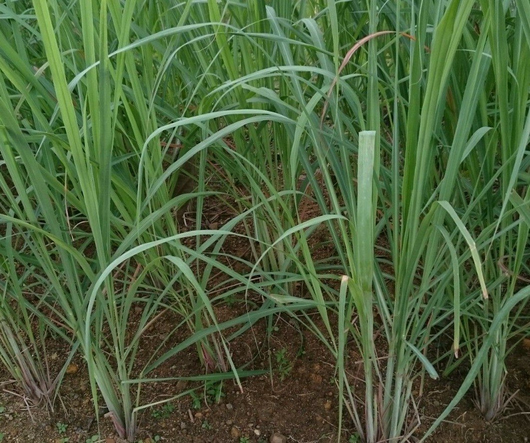 LEMONGRASS 200+ SEEDS MOSQUITO REPELLENT HEIRLOOM LEMON GRASS NON-GMO HERB USA