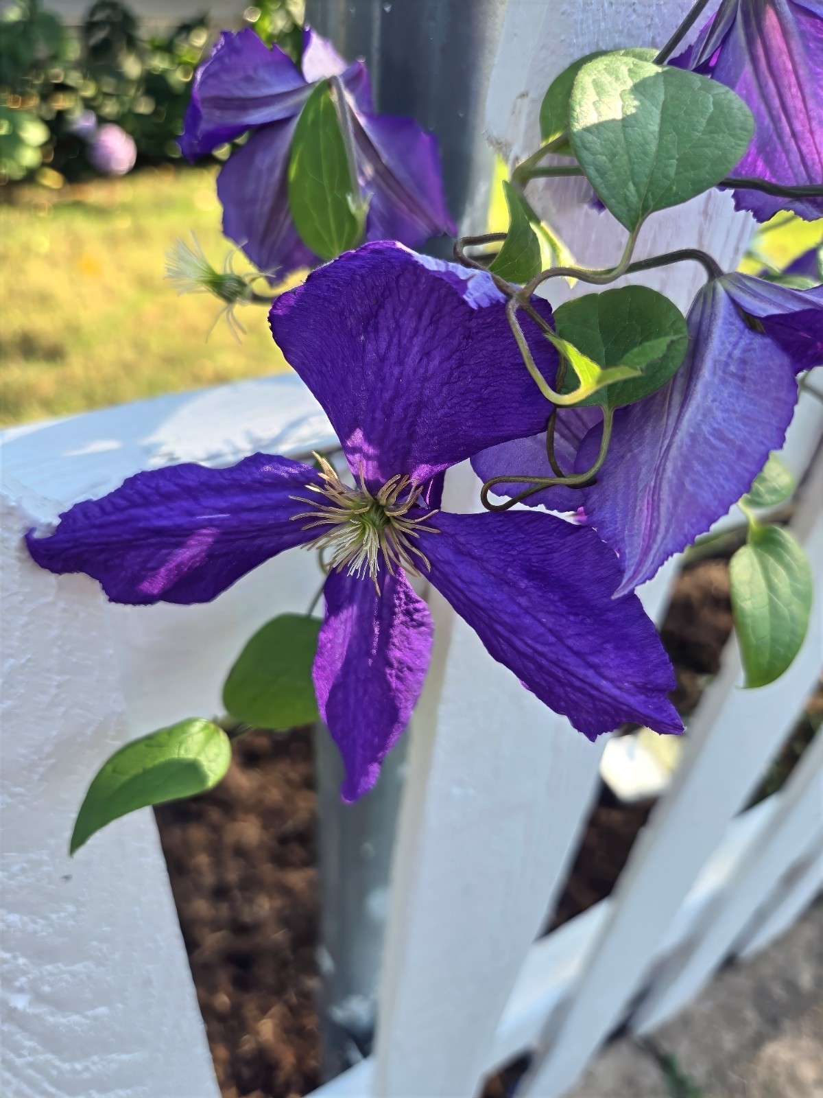 Purple Clematis viticella Seeds, Italian Leather Flower, Hardy – 4 Climber Vine