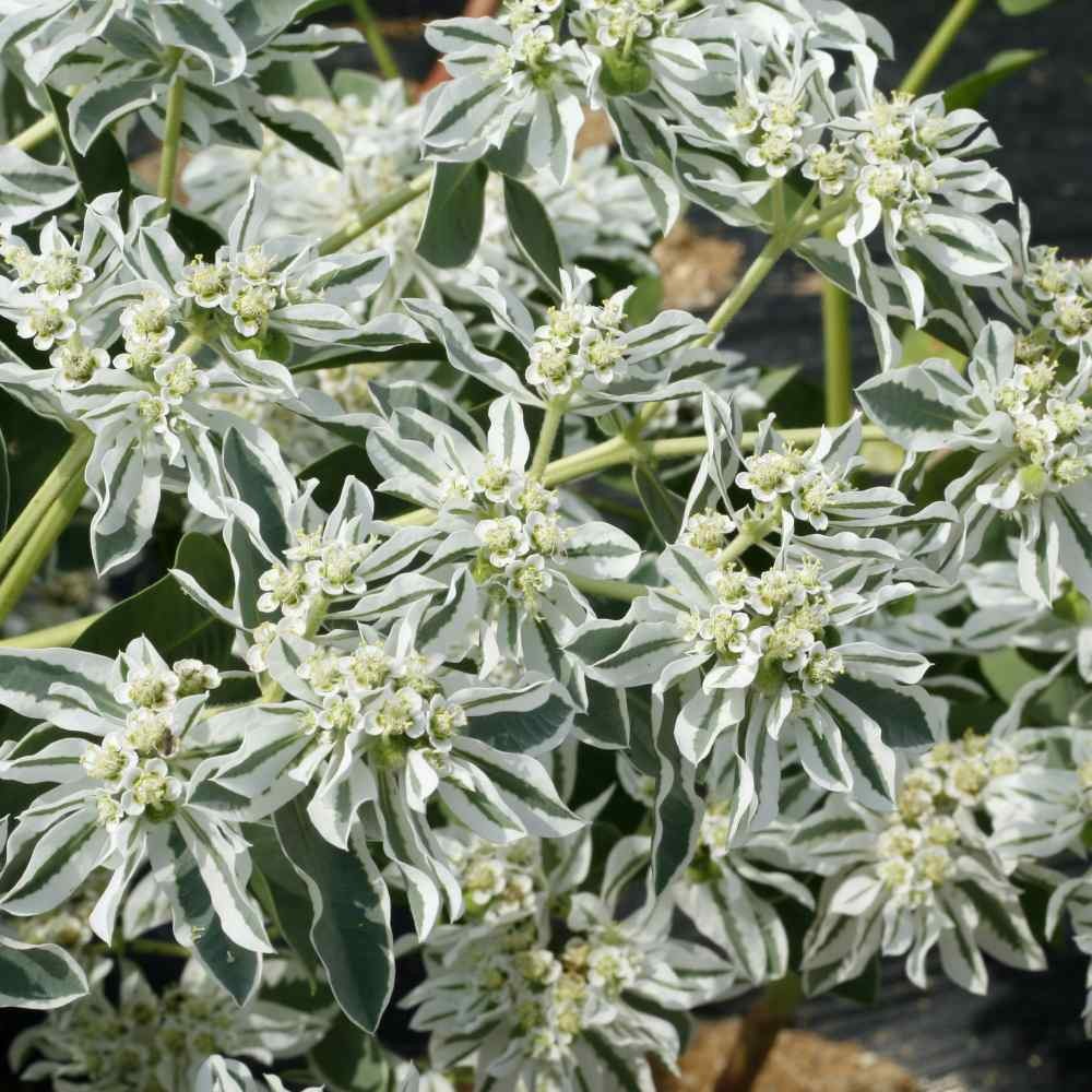 500 Seeds Drought Tolerant Euphorbia Marginata Early Snow Garden Flower Plant