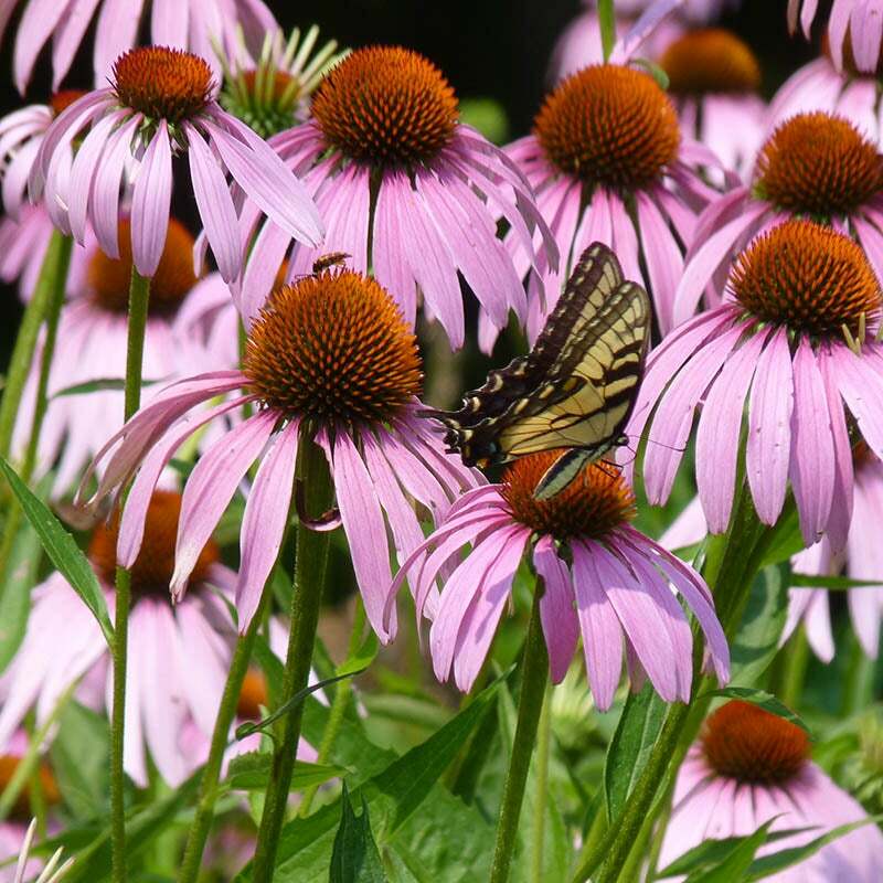 Wildflower Mix FALL MAXIMUM 42 Species Annuals Perennials USA Non-GMO 500 Seeds!
