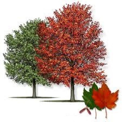 50 TREE SEEDS: Red Maple (Acer rubrum) | USA SELLER – Hand picked April 2025