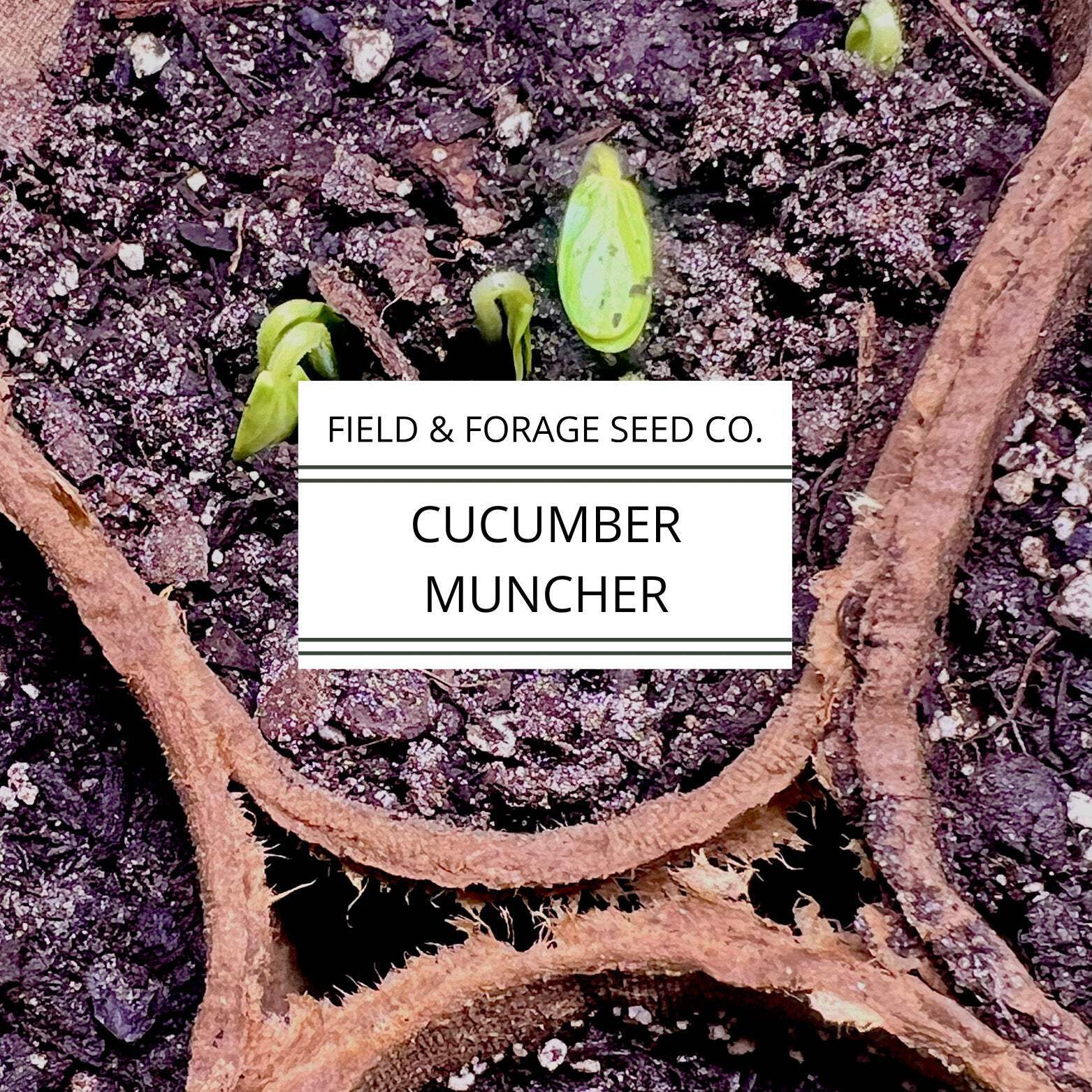 Cucumber Muncher | Cucumis sativus ‘Muncher’ | Sweet, Burpless Heirloom | Non-GM