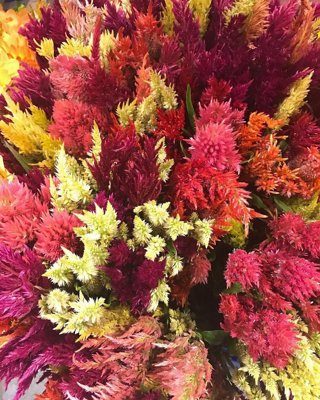 75 Celosia Pampas Plume Mix seeds