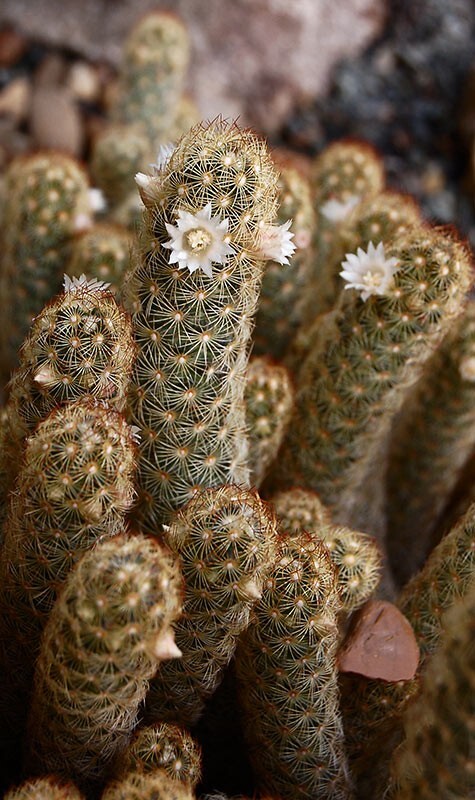 Mammillaria elongata 15 Seeds – Ladyfinger Cactus – Gold Lace Cactus