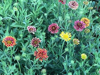Gaillardia Sunny Meadow 2,000 seeds