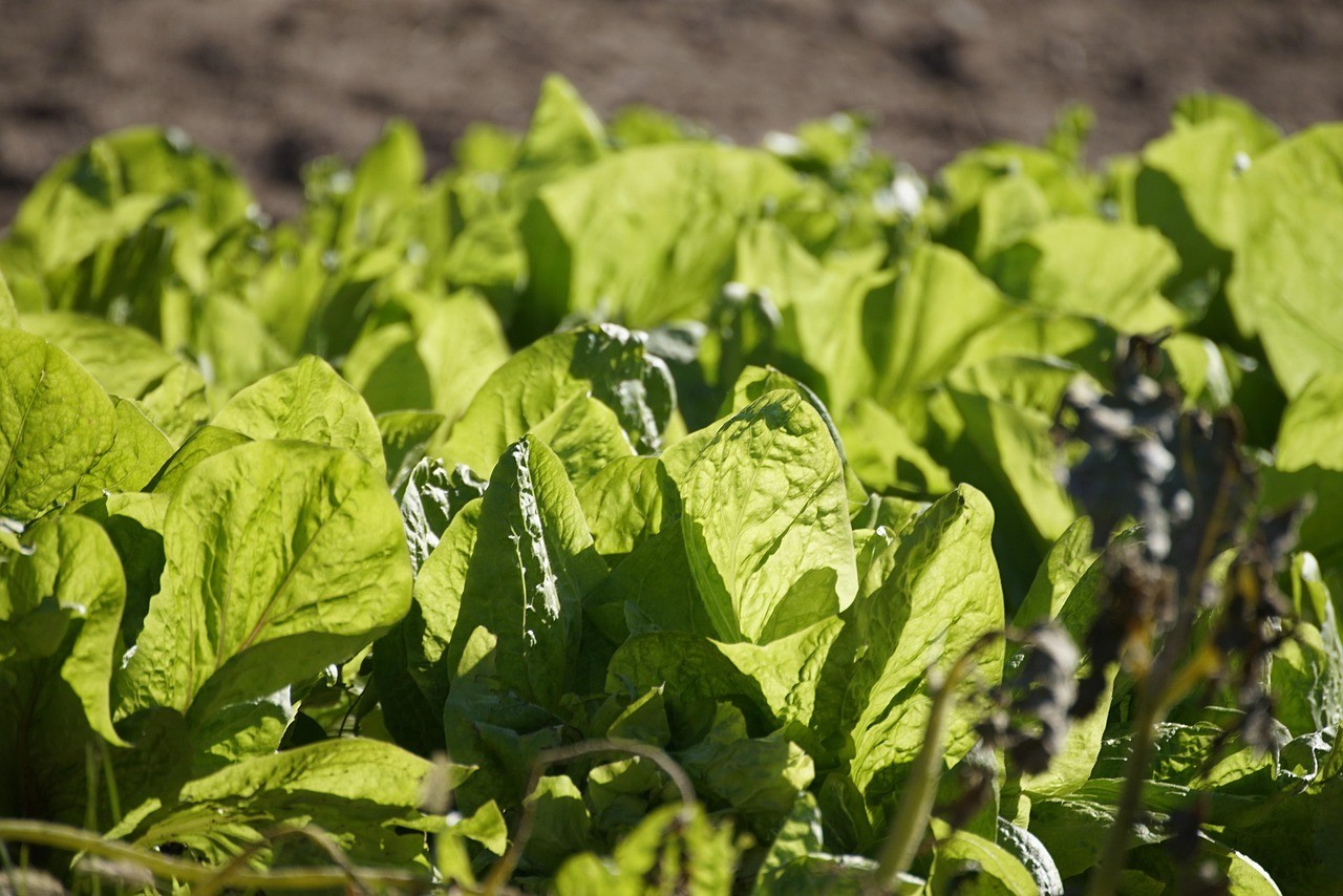 5 seeds)Swiss Chard Seeds Fordhook Giant Heirloom Non-GMO, Fast Growing