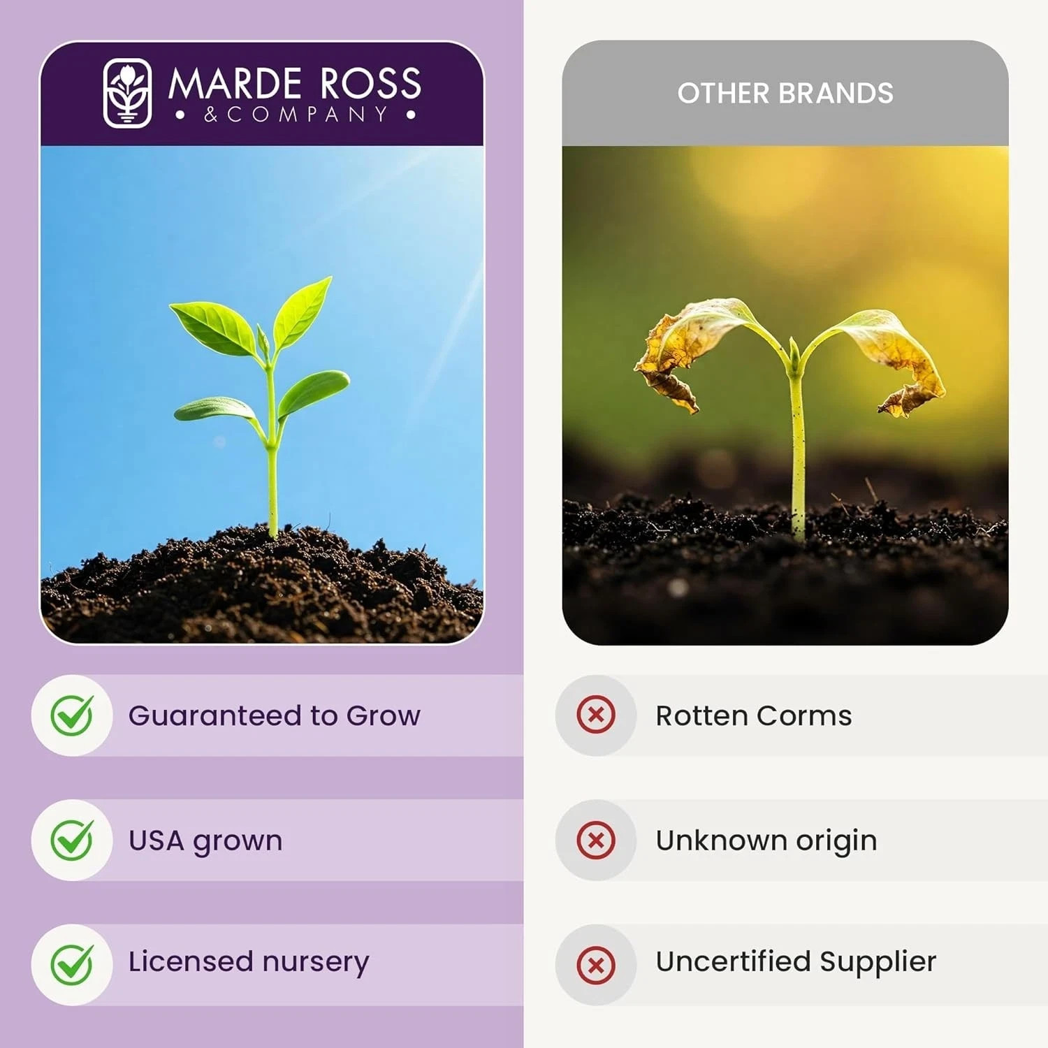 Stunning Fall Blooms – 10 Large Saffron Crocus Corms for a Beautiful Garden