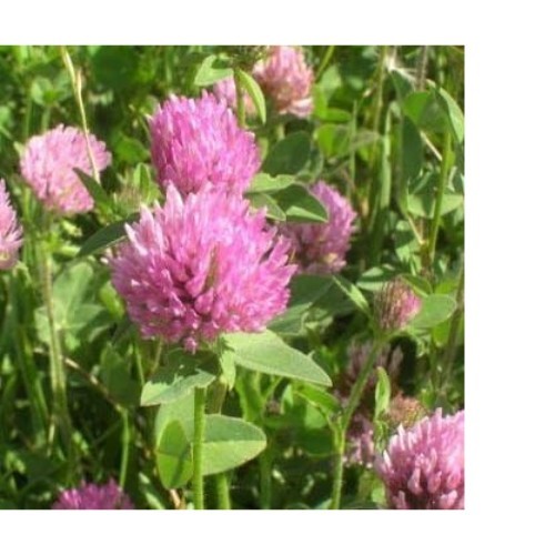 Perennial Red Clover Seeds – 1/4 lbs. Self-Seeding, Nitrocoated, Inoculated C…