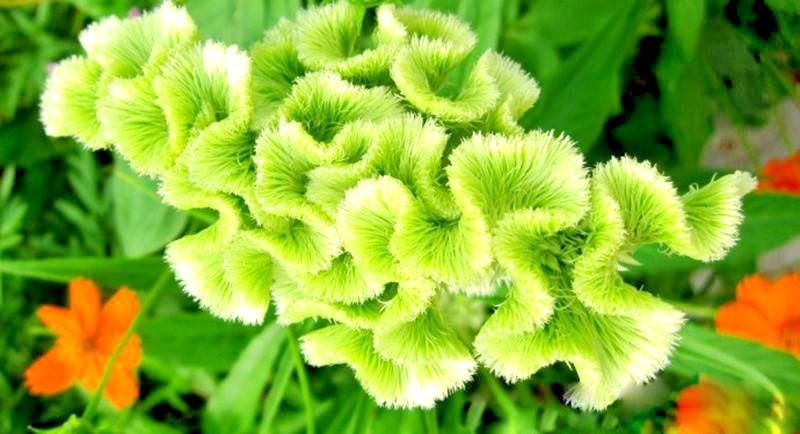 GIANT COCKSCOMB MIX / RED PURPLE GREEN GOLD YELLOW / 3-4 FT STALKS / SPECTACULAR