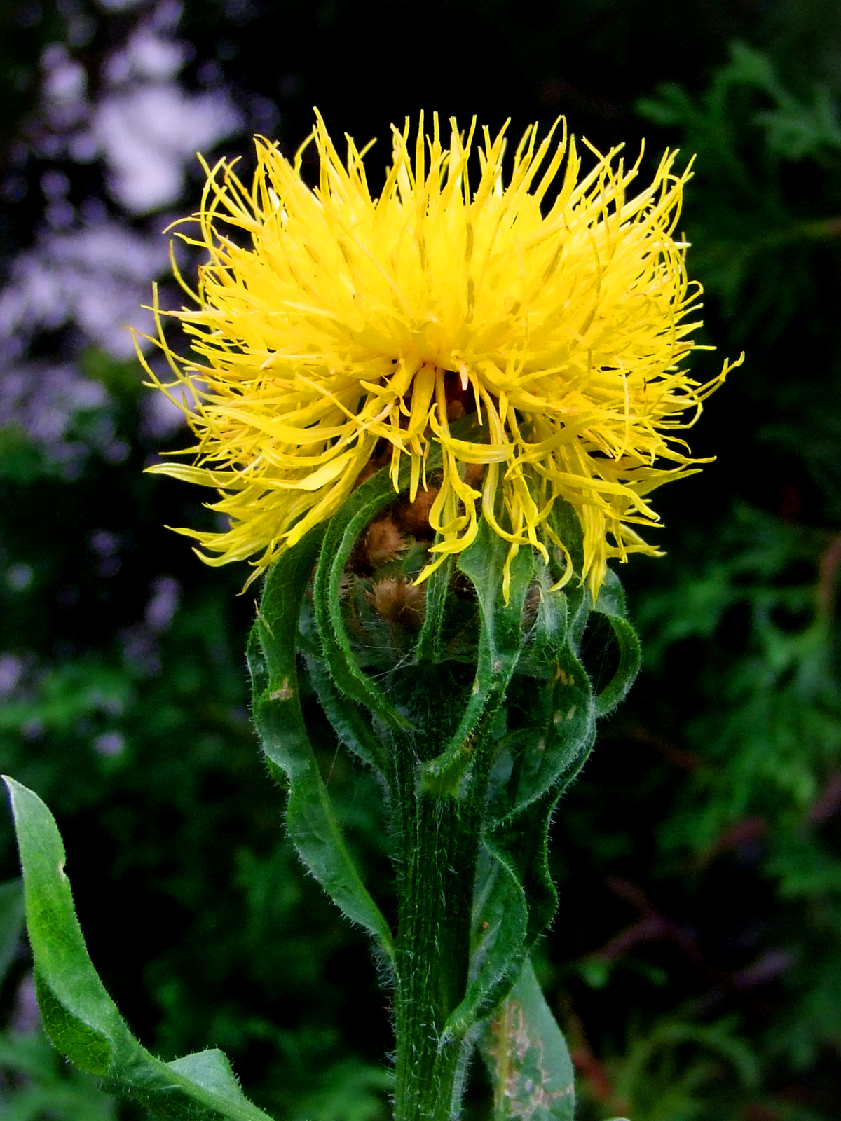 100 YELLOW CORNFLOWER Seeds (Centaurea macrocephala) | NON-GMO | Free shipping