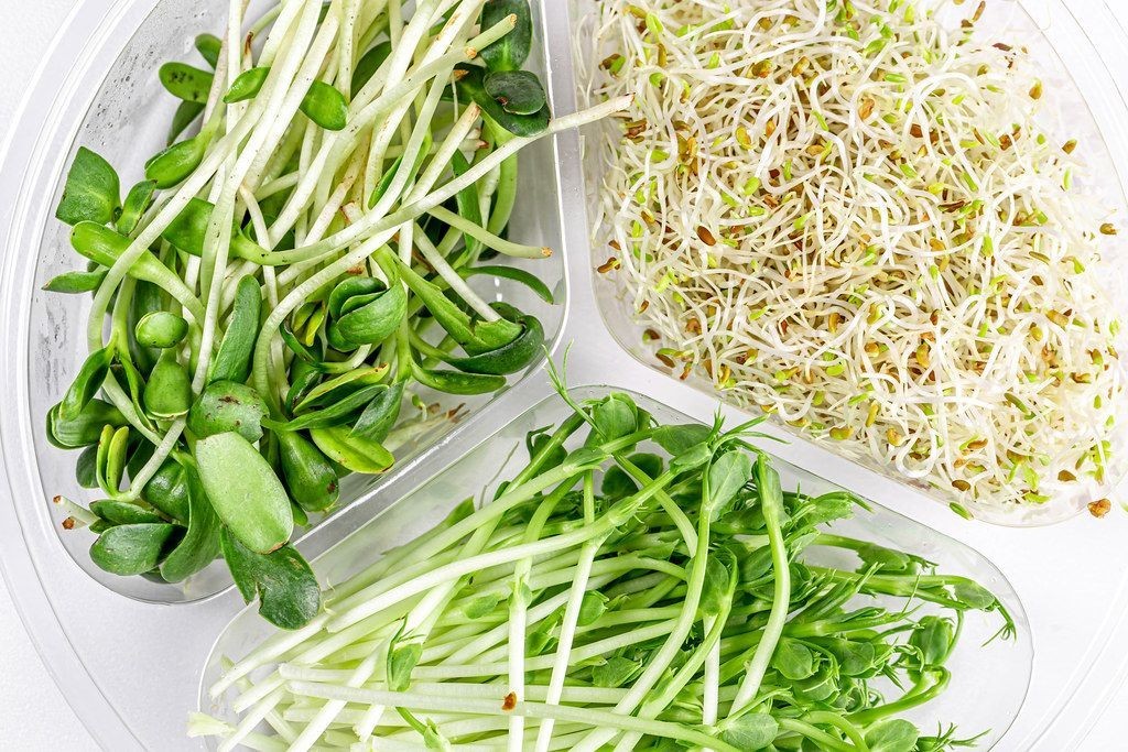 BROCCOLI SEEDS 500+ WALTHAM 29 CULINARY MICROGREENS for vegetables garden