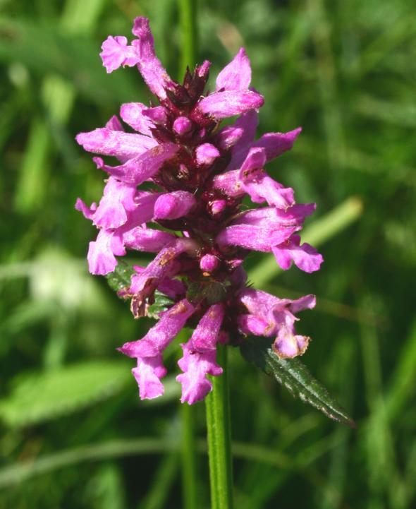 Betony Seeds – Stachys officinalis Seeds – Multiple Quantities
