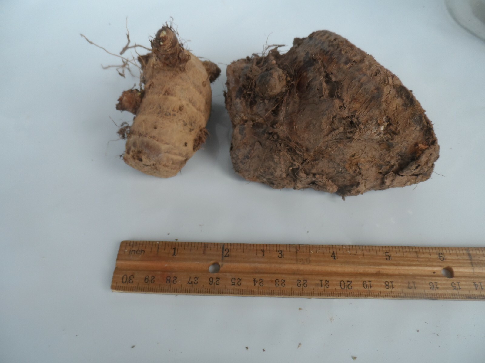 2 LIVE Colocasia Esculenta Elephant Ear Taro Gabi Kalo Eddo Bulbs Edible
