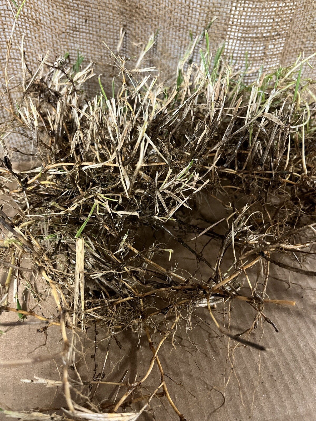 Dormant Zoysia grass handfull of rhizomes/stolones good for 10-15 plugs or more