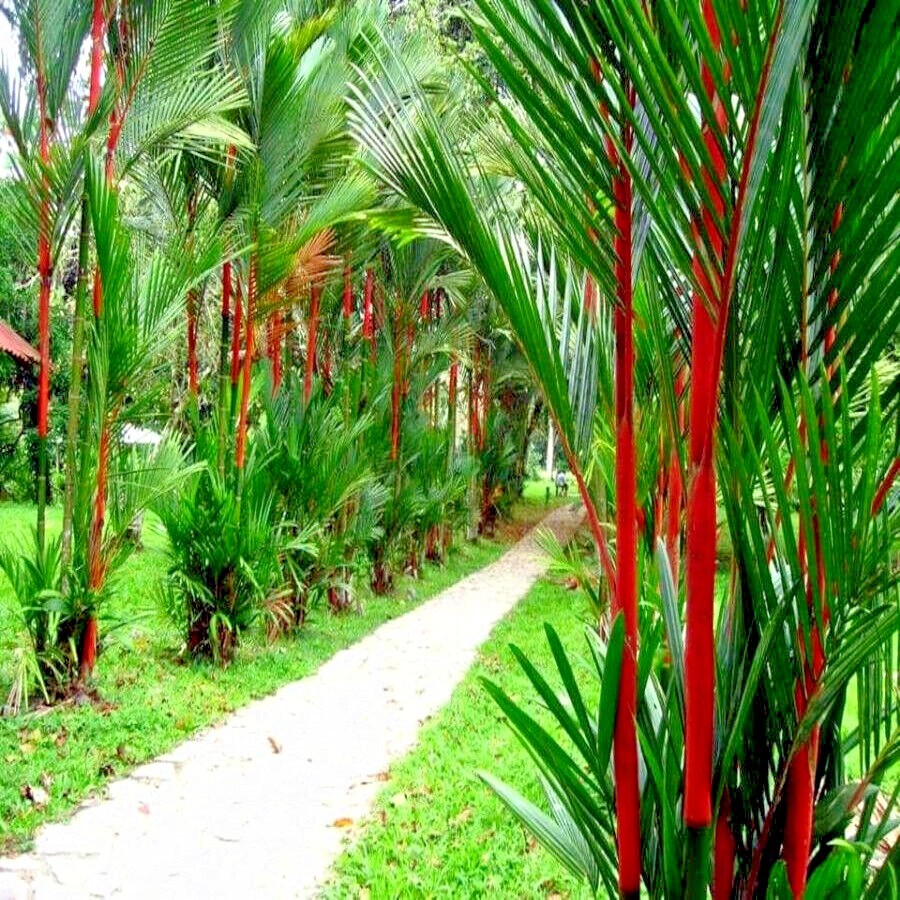 20 RED SEALING WAX “LIPSTICK” PALM TREE SEEDS (Cyrtostachys renda) House Plant