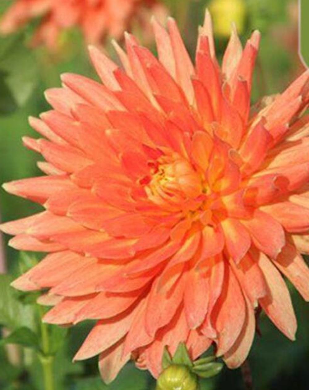 20 SEEDS DAHLIA blossom flowering bud rare bloom exotic garden plant 18 colors